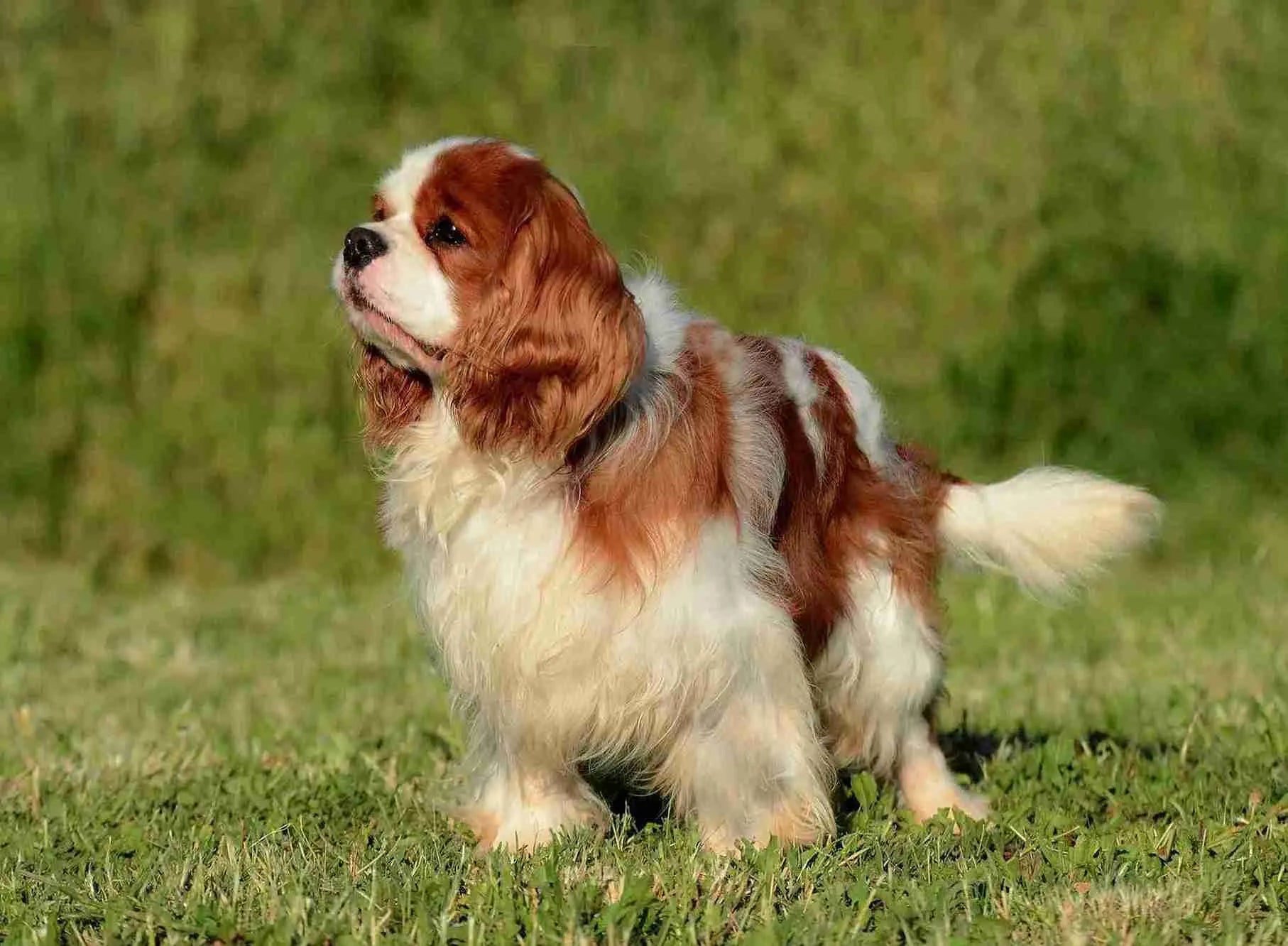 portrait-adorable-brown-cavalier-king-charles-dog-standing-grass