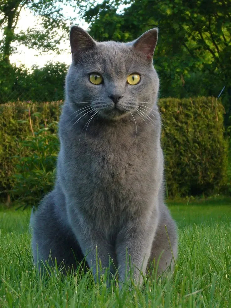 Chartreux-Cat-sitting-on-grass