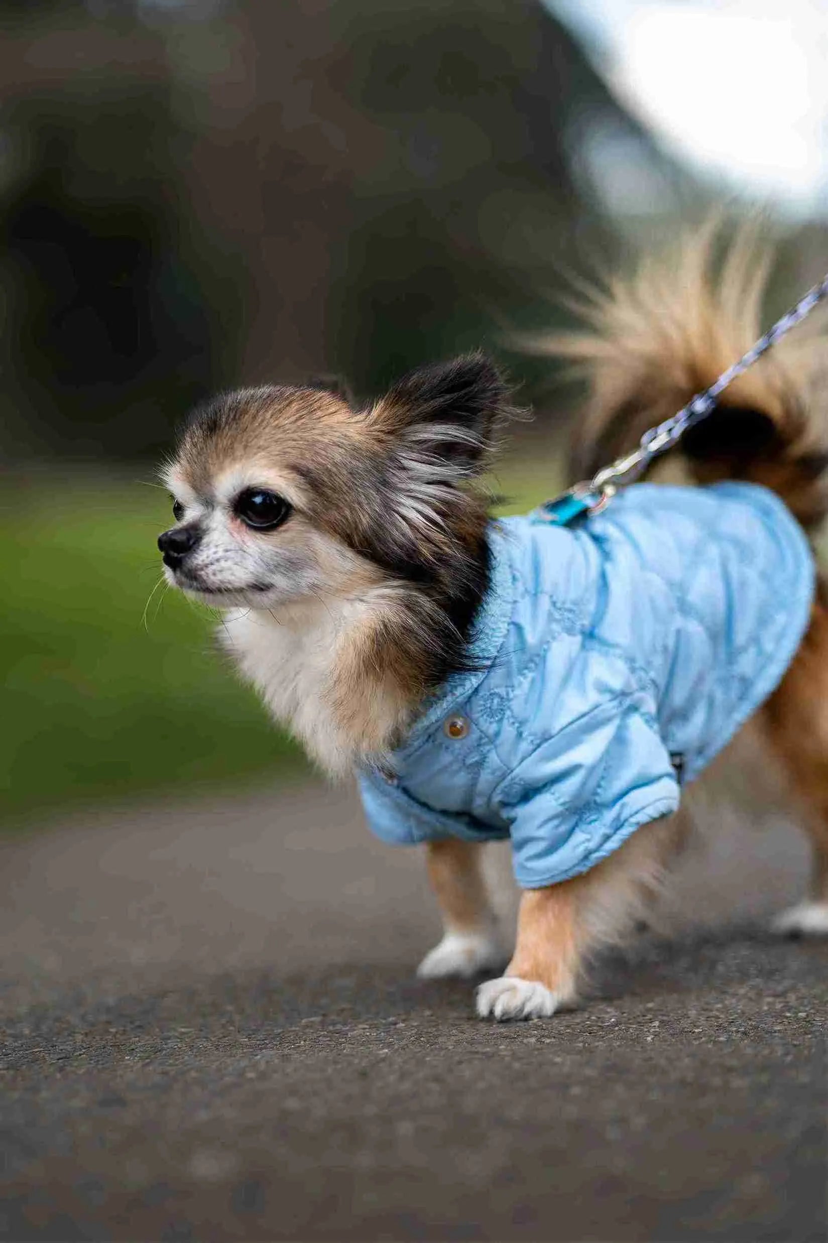 The Chihuahua Companion Guide