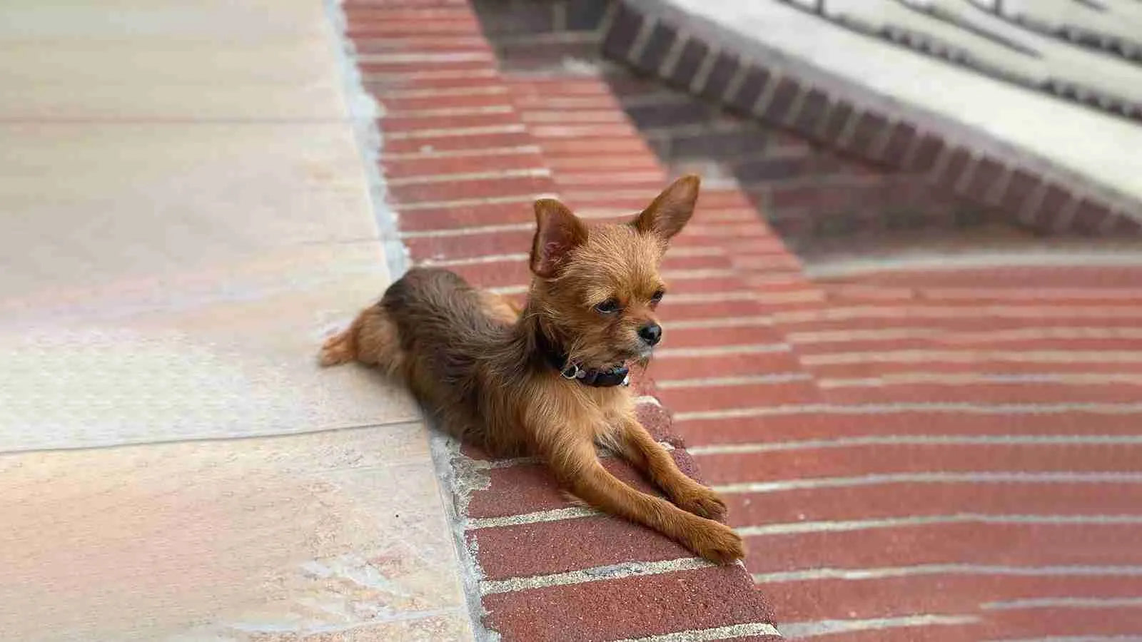 Chorkie-laying-on-stairs