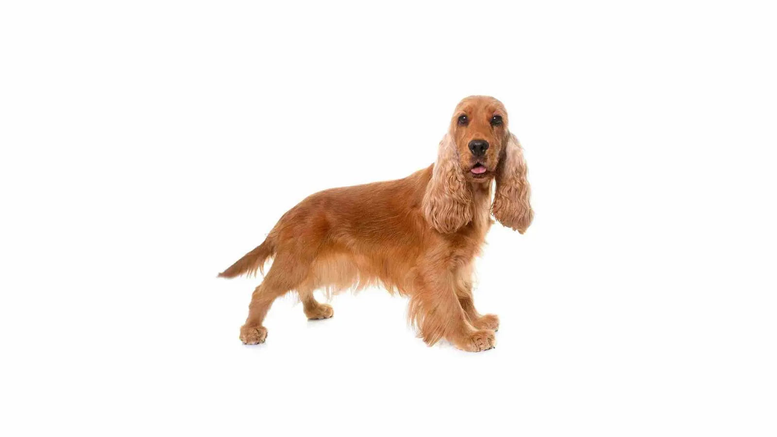 cocker-dach-standing-on-white-background