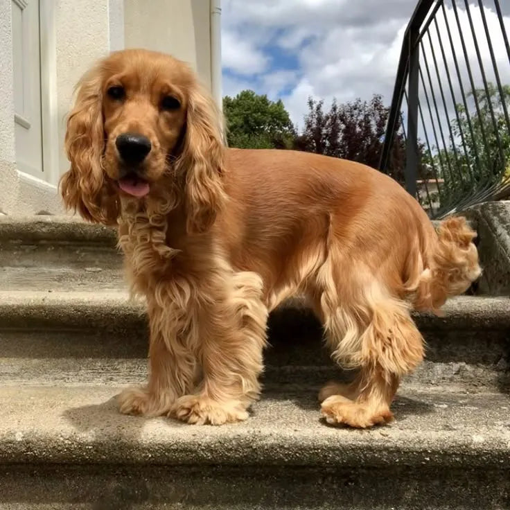 Cute Golden Cocker Spaniel