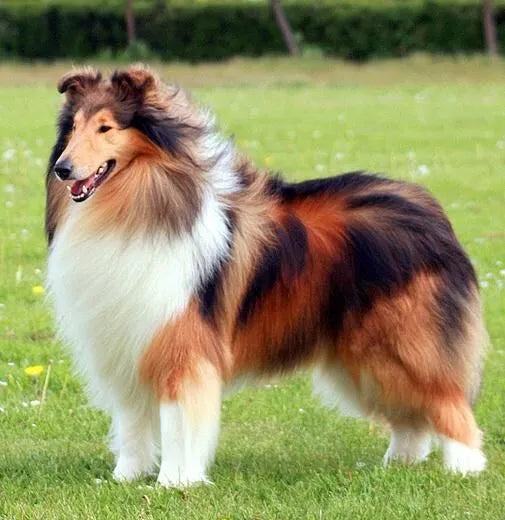 Rough Collie Standing