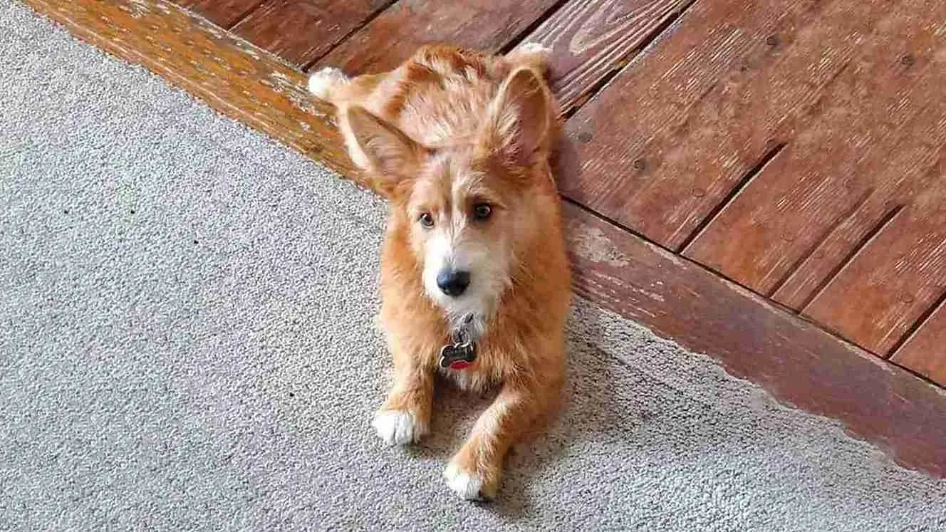 Corgipoo-laying-on-floor
