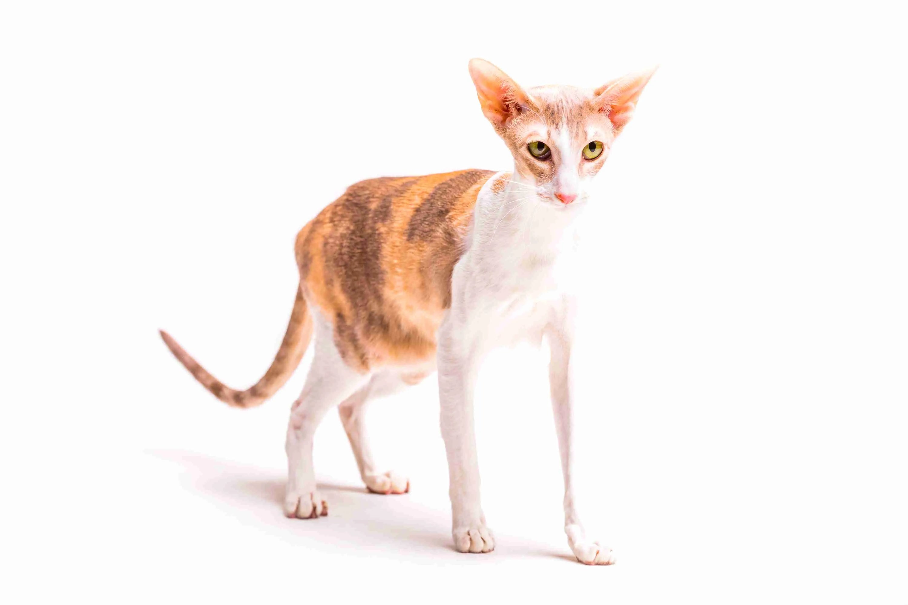Cornish-Rex-standing-on-white-background