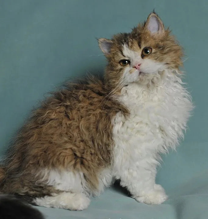 Curly-haired-cat-breed-sitting