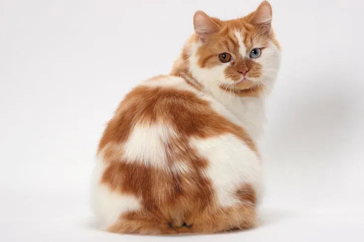 Cymric-Cat-sitting-on-white-background