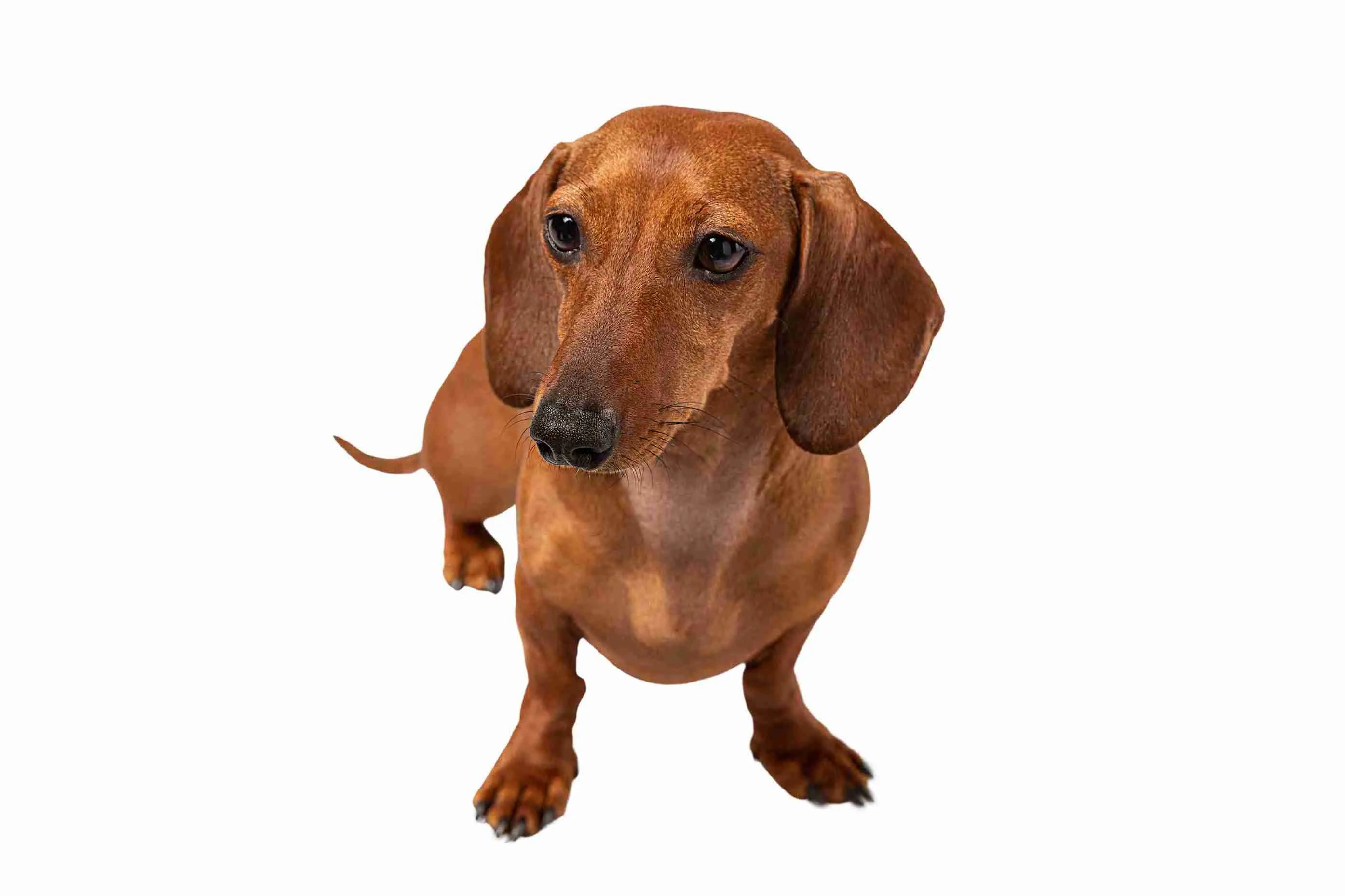 cute-dog-dachshund