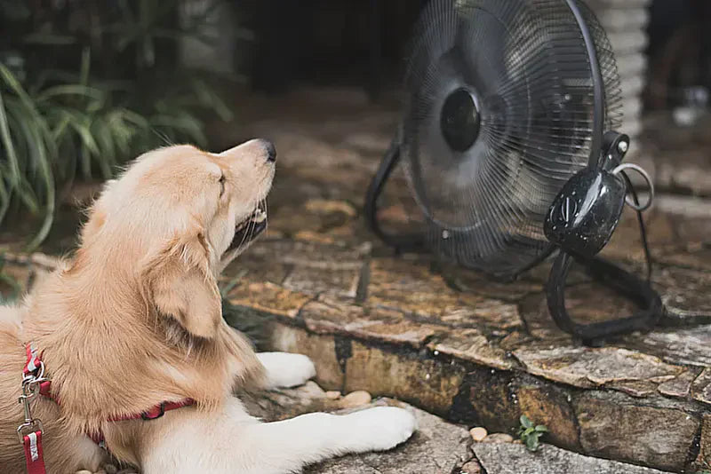 How to Prevent Dog Heatstroke: A Summer Safety Guide for Pet Parents