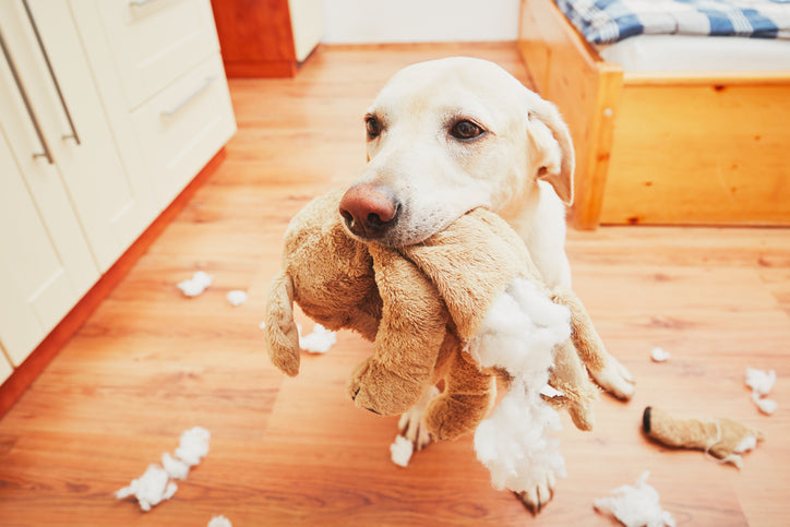 dog tears pet toy