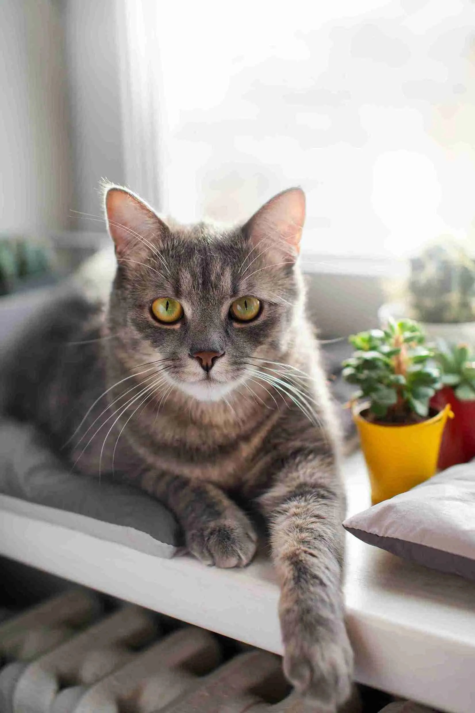 close-up-beautiful-Domestic Shorthair Cat