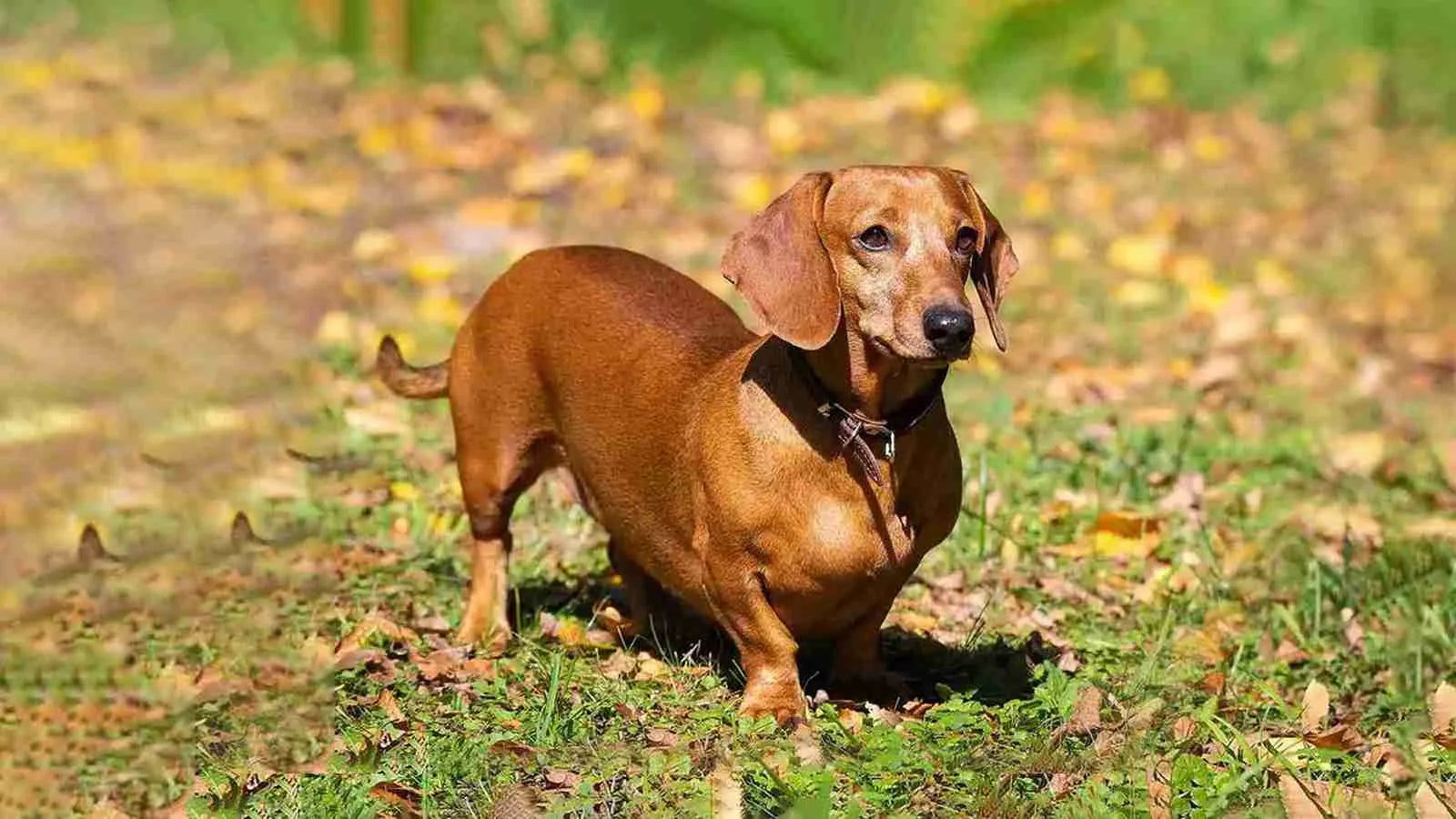 dachshund-beagle-mix-standing-on-grass