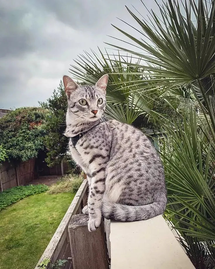Egyptian-Mau-sitting-on-fence