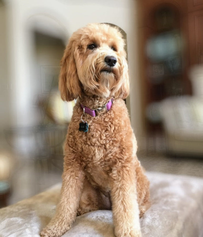 Dog Breed Guide