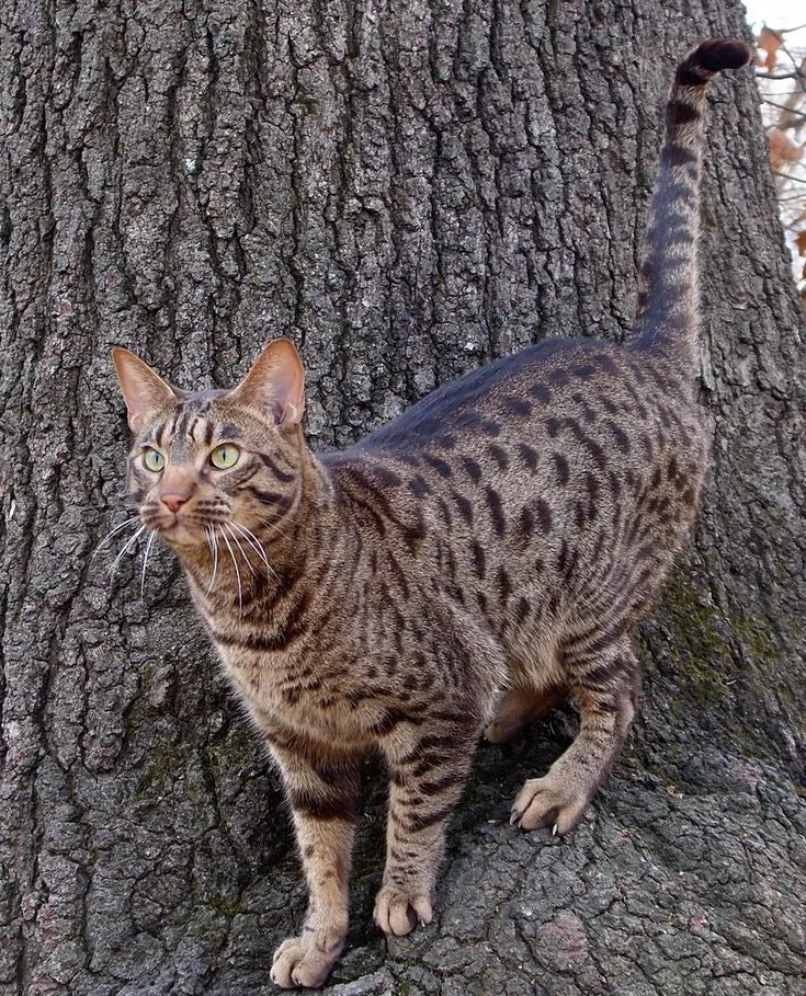 ocicat-kitten​-standing-alert-on-tree