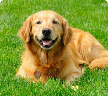 Exploring Carrots as a  Canine Superfood