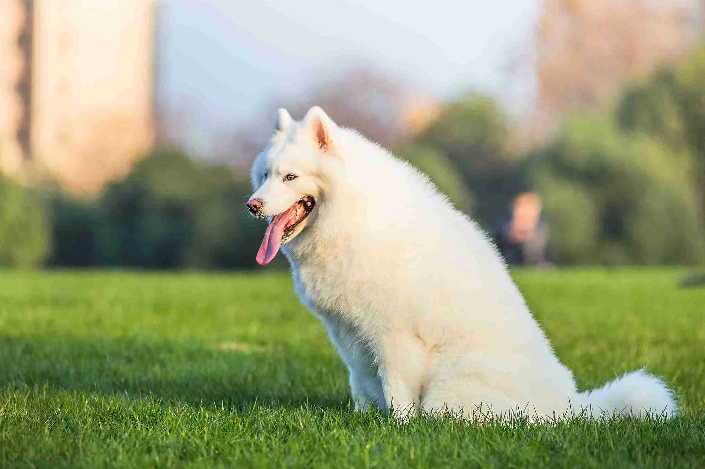 Fluffy-white-dog-sitting-on-grass