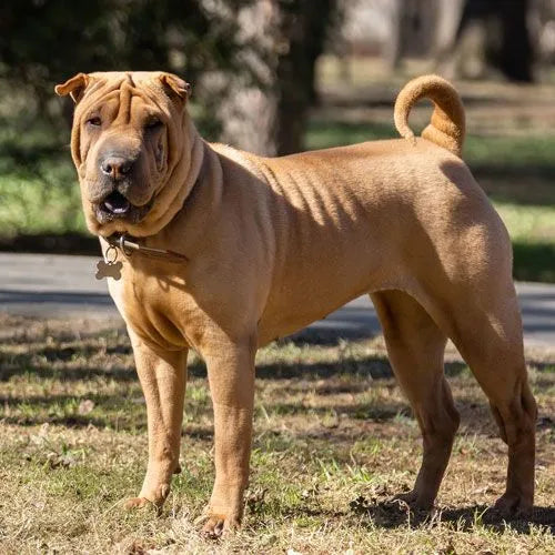 shar-pei-mix-german-shepherd-standing-on-grass