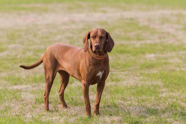 A Beginner's Guide to Training Your Dog for Trail Running