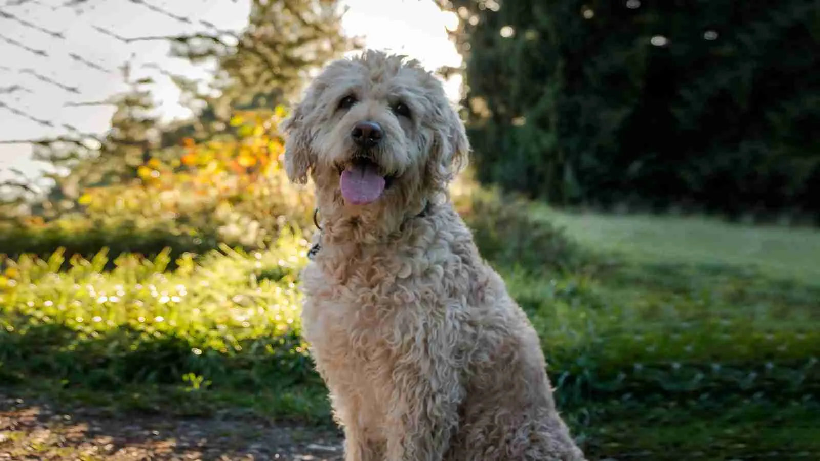 mini-goldendoodle​-sitting