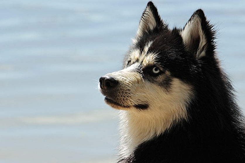 Husky Malamute