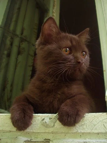Chocolate-brown-cat-breed-sitting