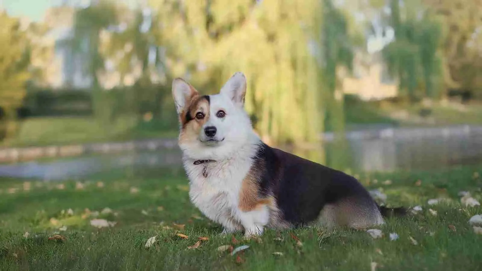 Horgi-Dog-standing-on-grass