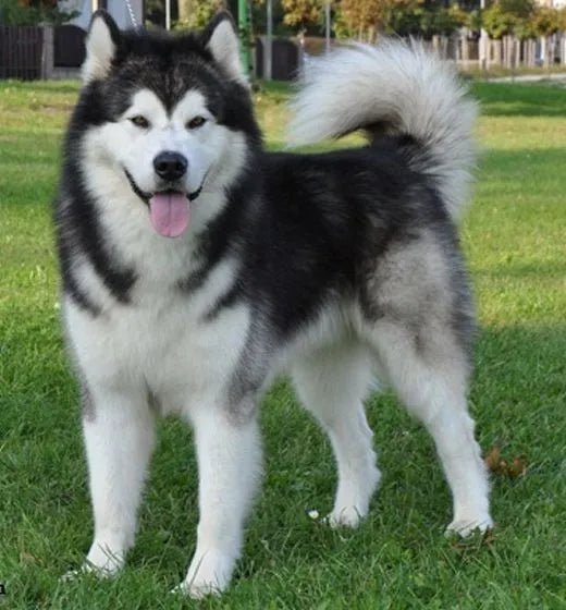Siberian Husky dog standing alert on green grass – energetic, intelligent breed known for thick coat and striking blue eyes