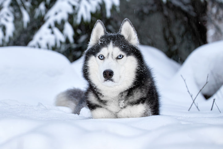 The Ultimate Winter Dog Safety Guide: Gear, Cold Limits, and First Aid