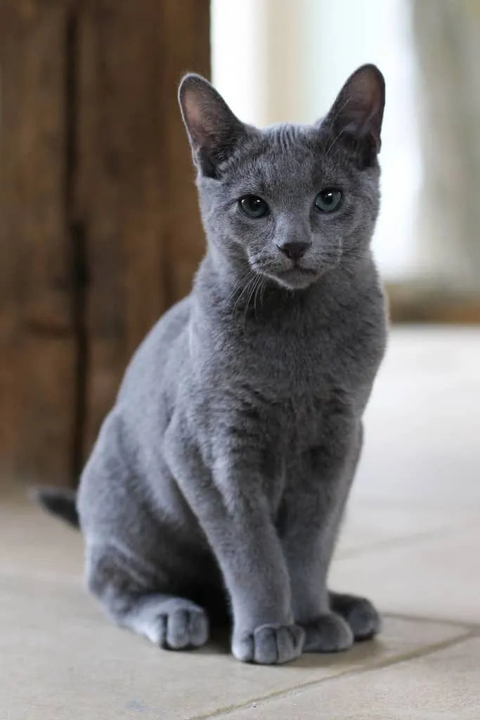 Russian Blue Cat