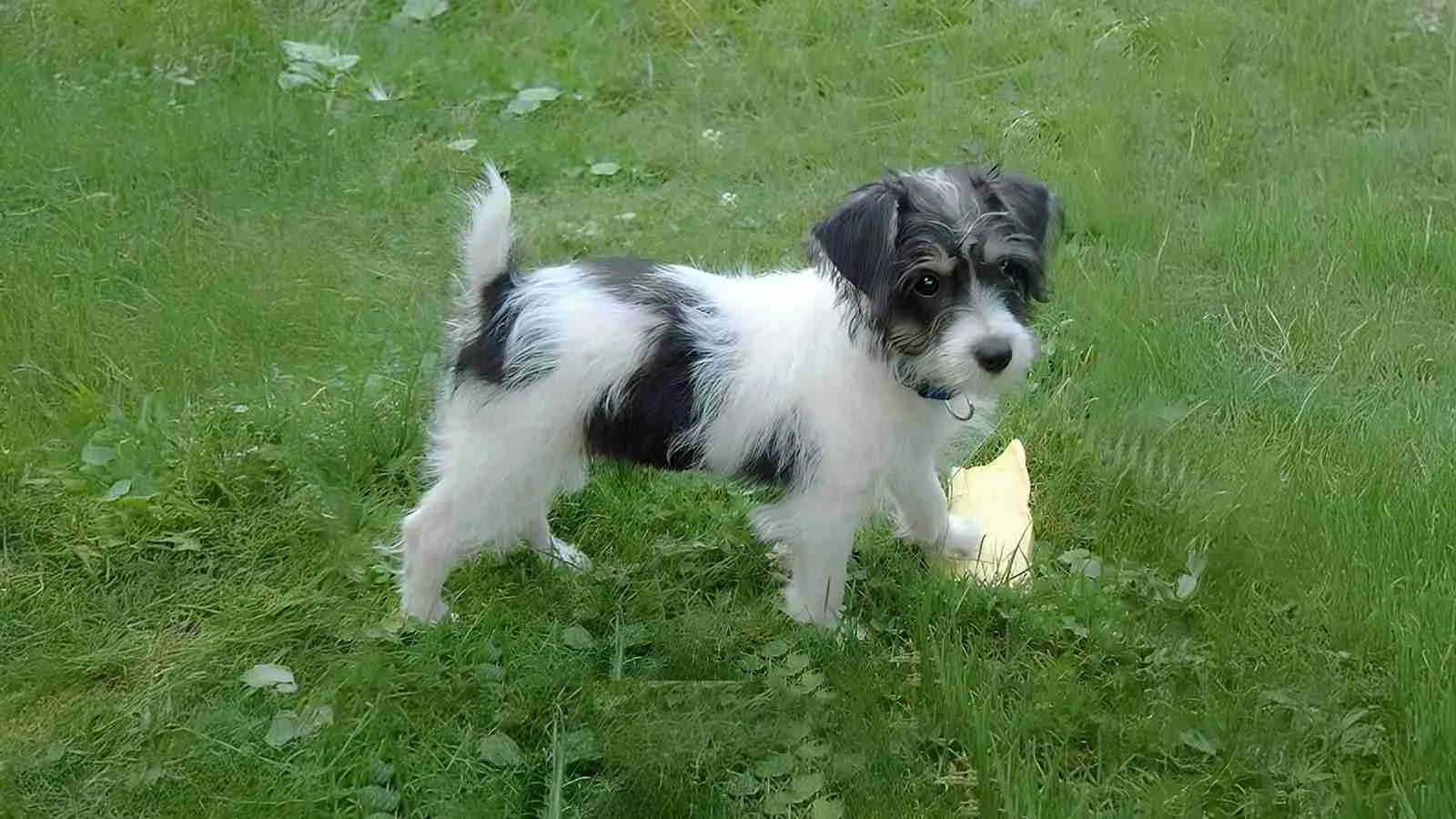 jackapoo-puppy​-standing-on-grass