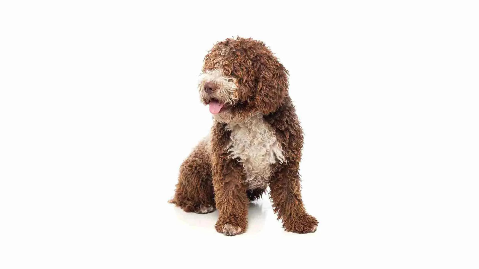 mini-labradoodle​-sitting-on-white-background