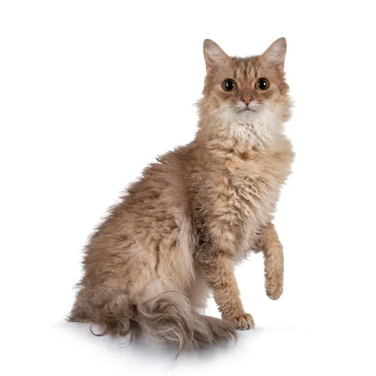 Laperm Cat