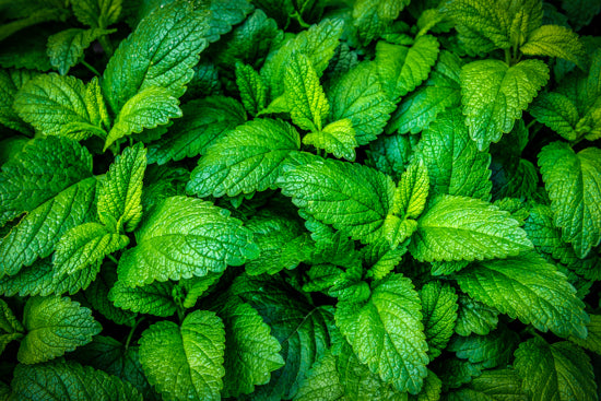 The Soothing Legacy of Lemon Balm: A Natural Calming Aid for Pets