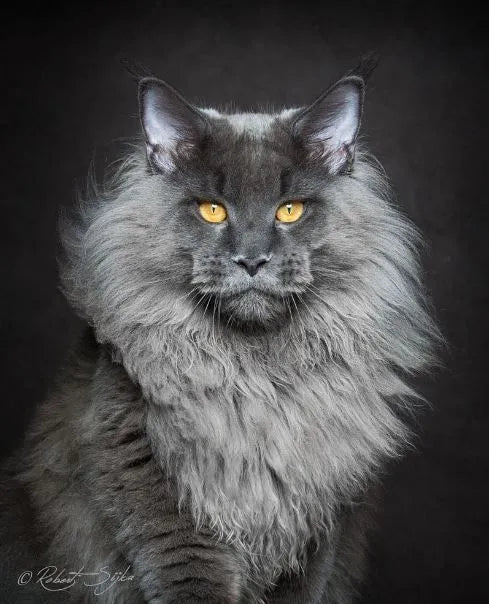 Maine Coon Breed