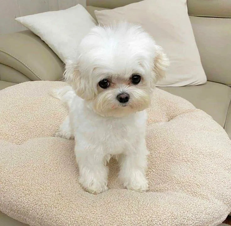 Maltese breed