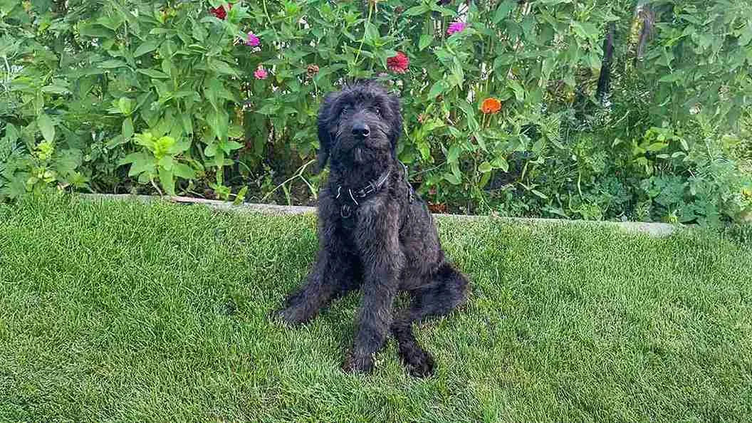 mastidoodle-sitting-on-grass
