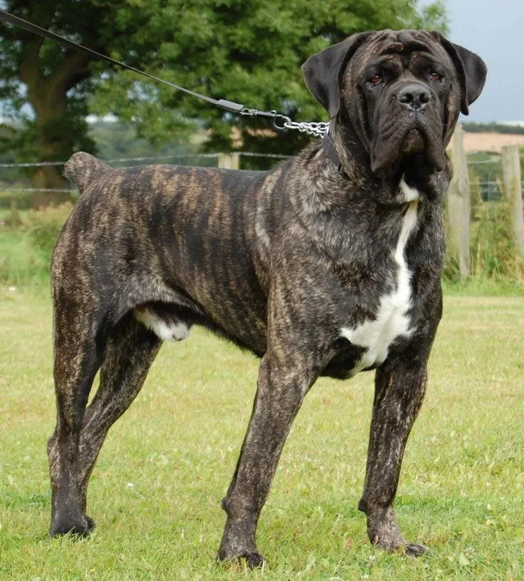 Mastiff-Dog-standing-alert