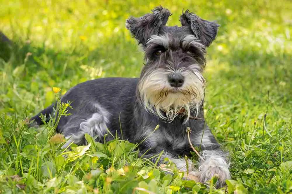 Miniature Schnauzer on Grass