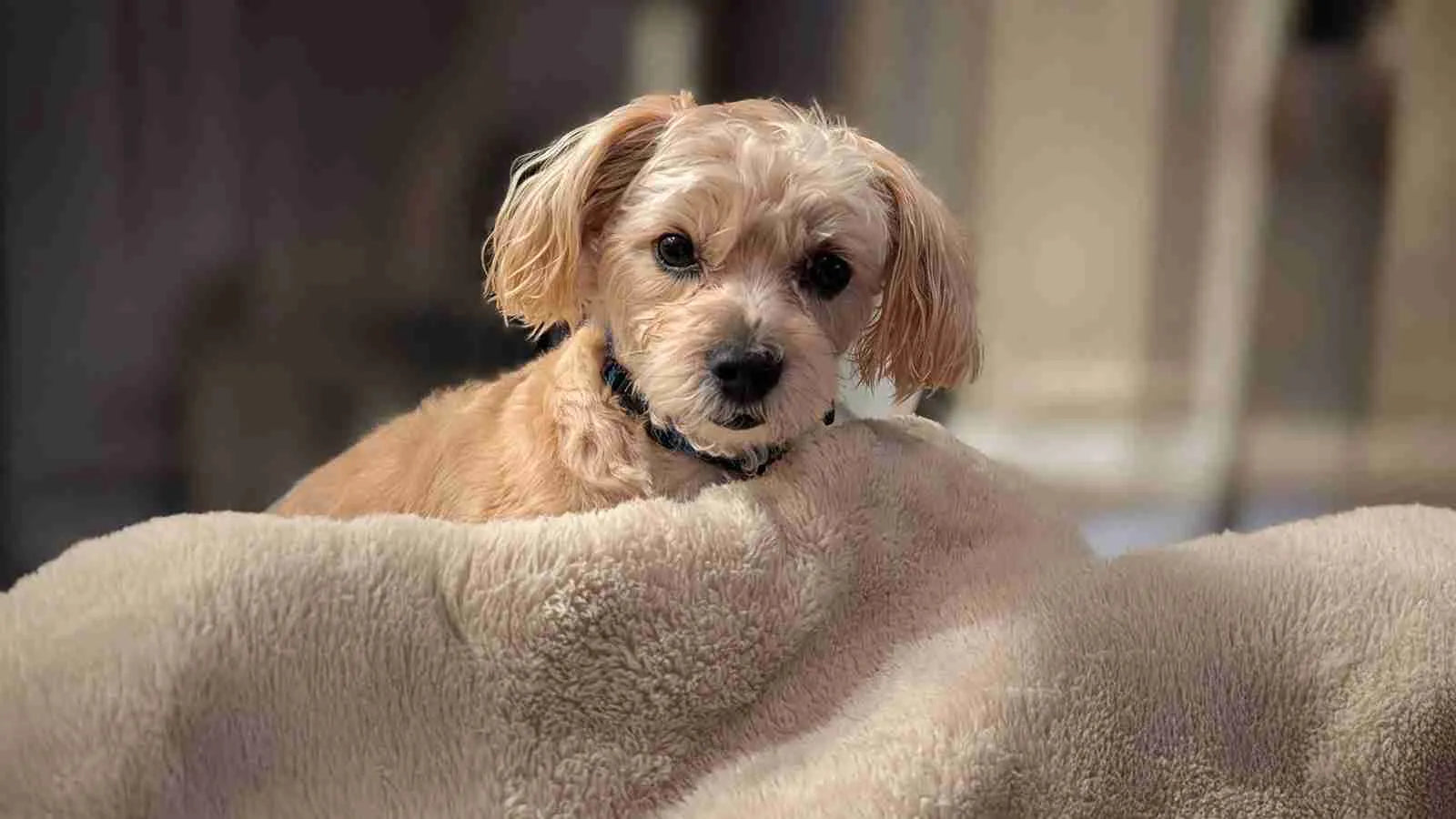 Mixed Dog Breed Guide