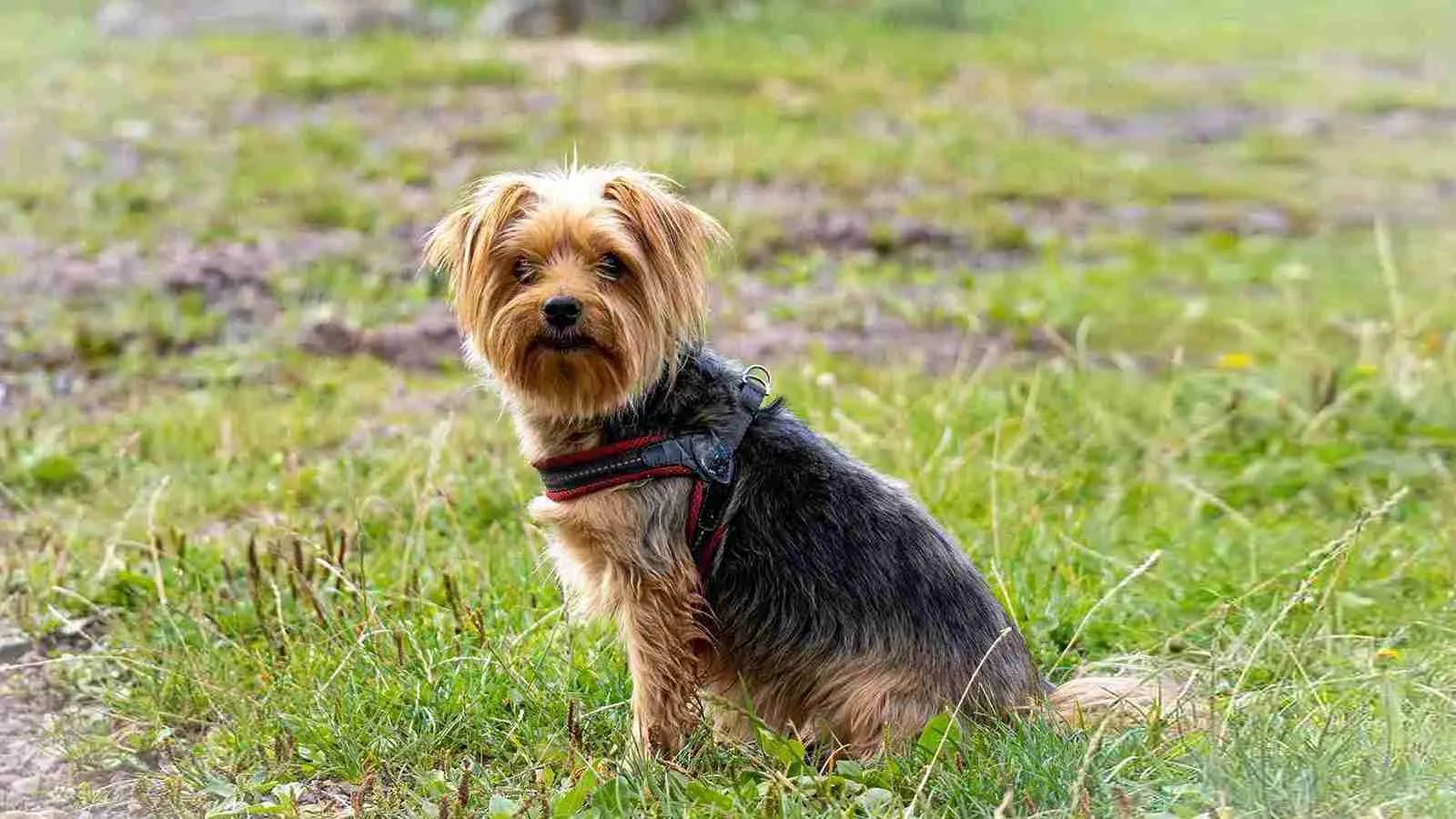 Morkie
