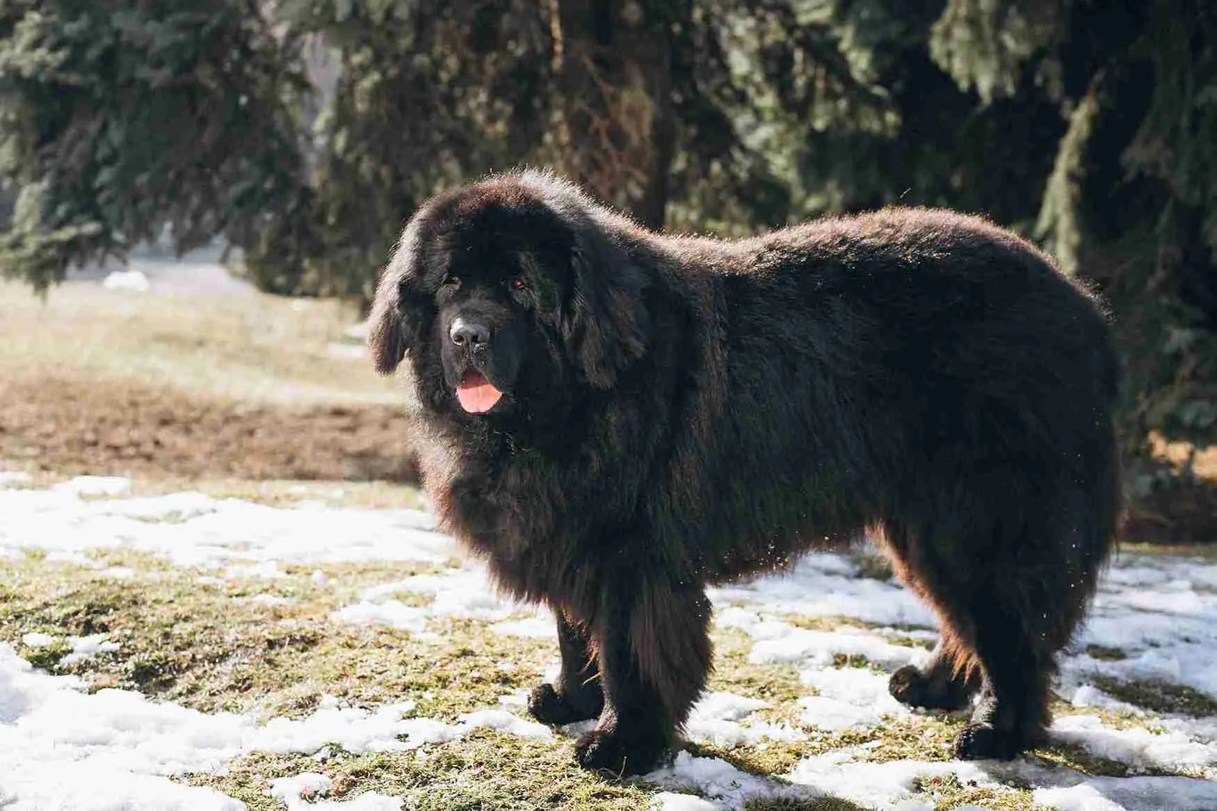 Newfoundland-Dog​-standing-on-grass
