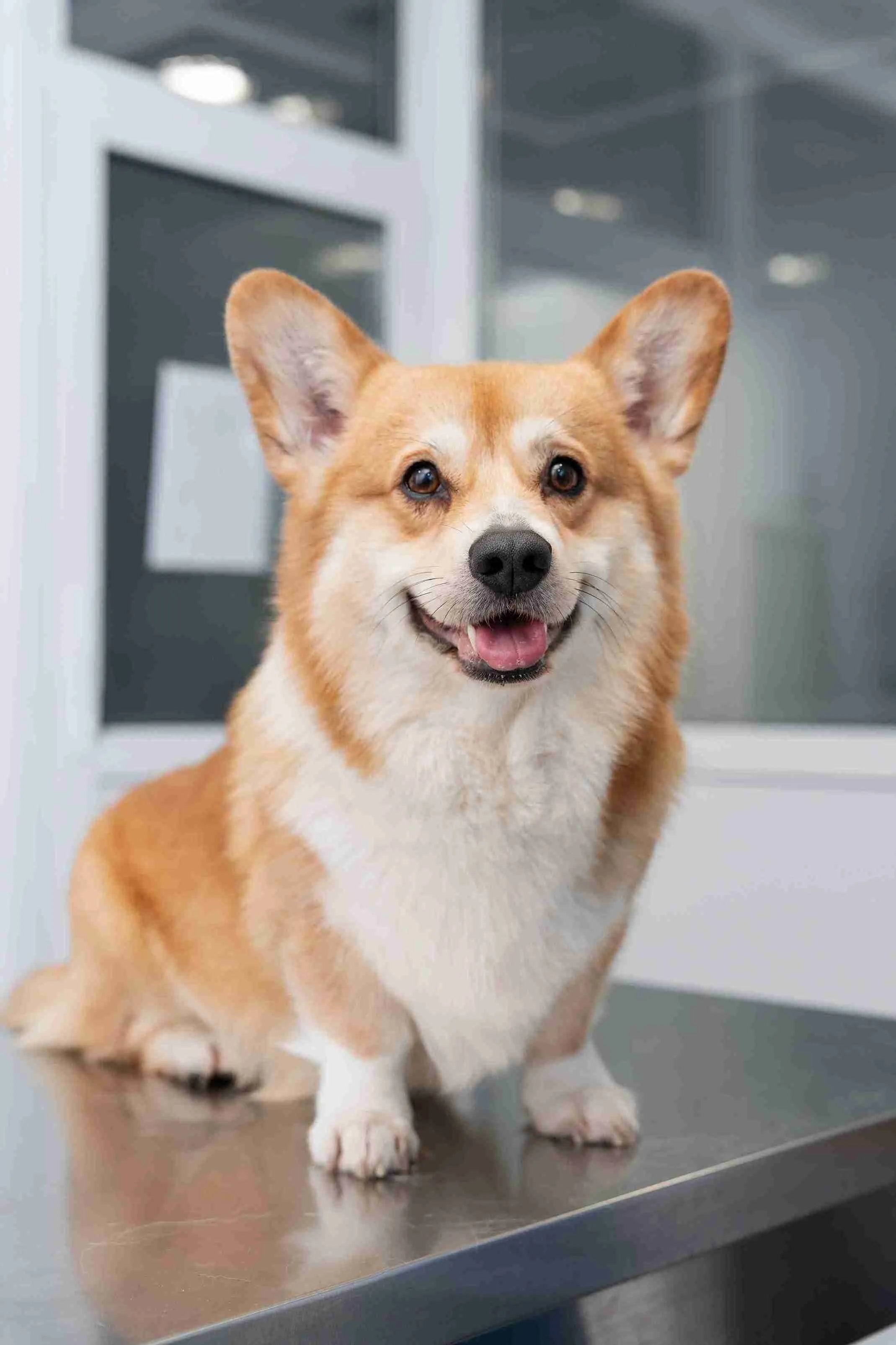 Pembroke Welsh Corgi