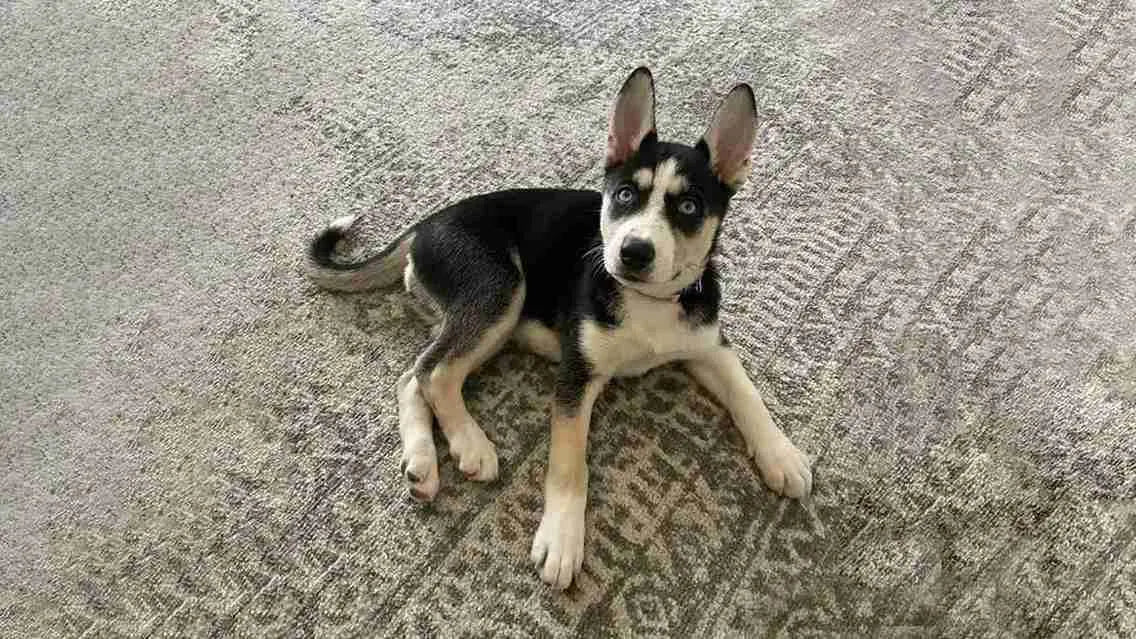 Pitsky-laying-on-carpet