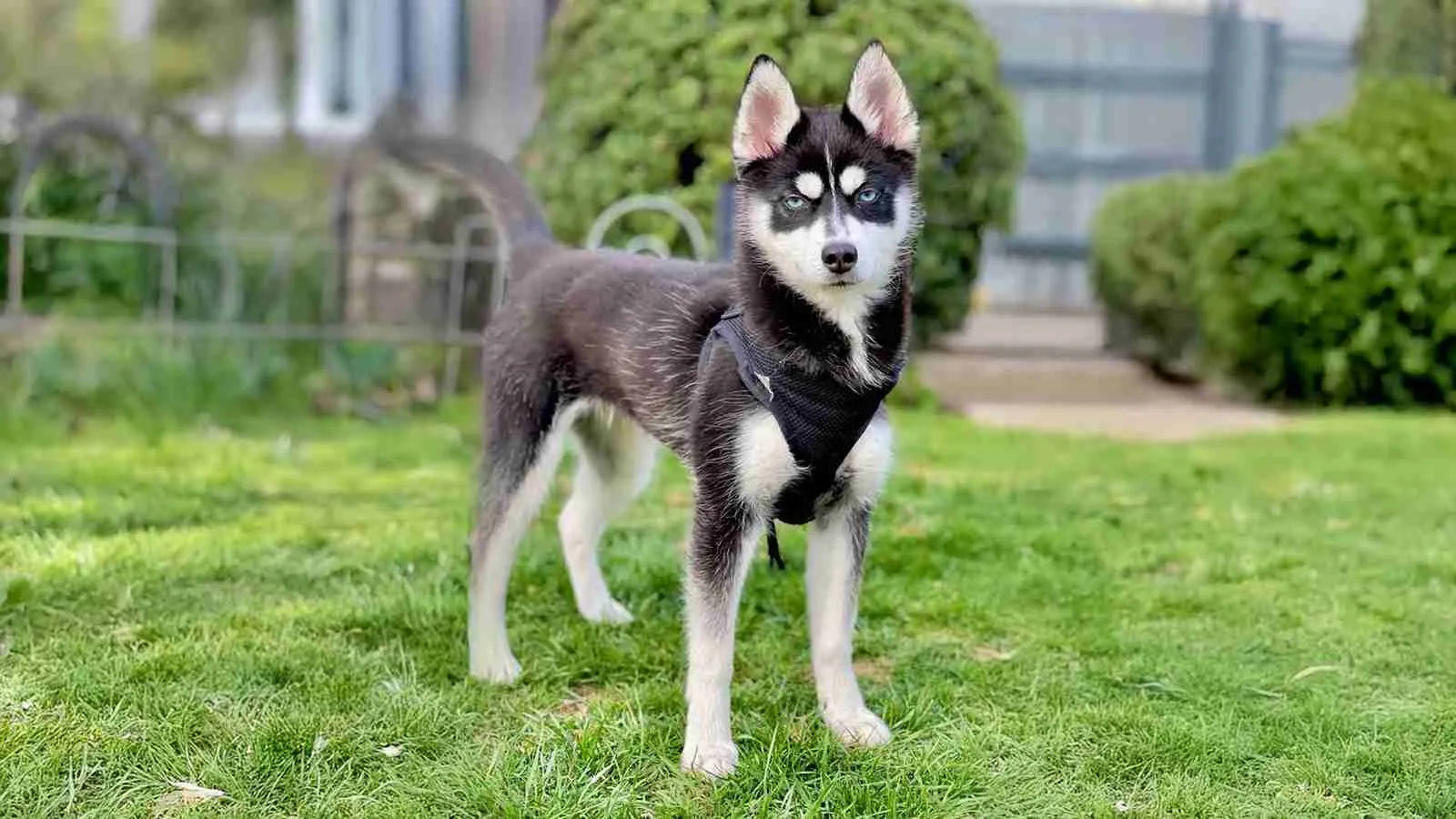 pomsky-full-grown-standing-alert-on-grass