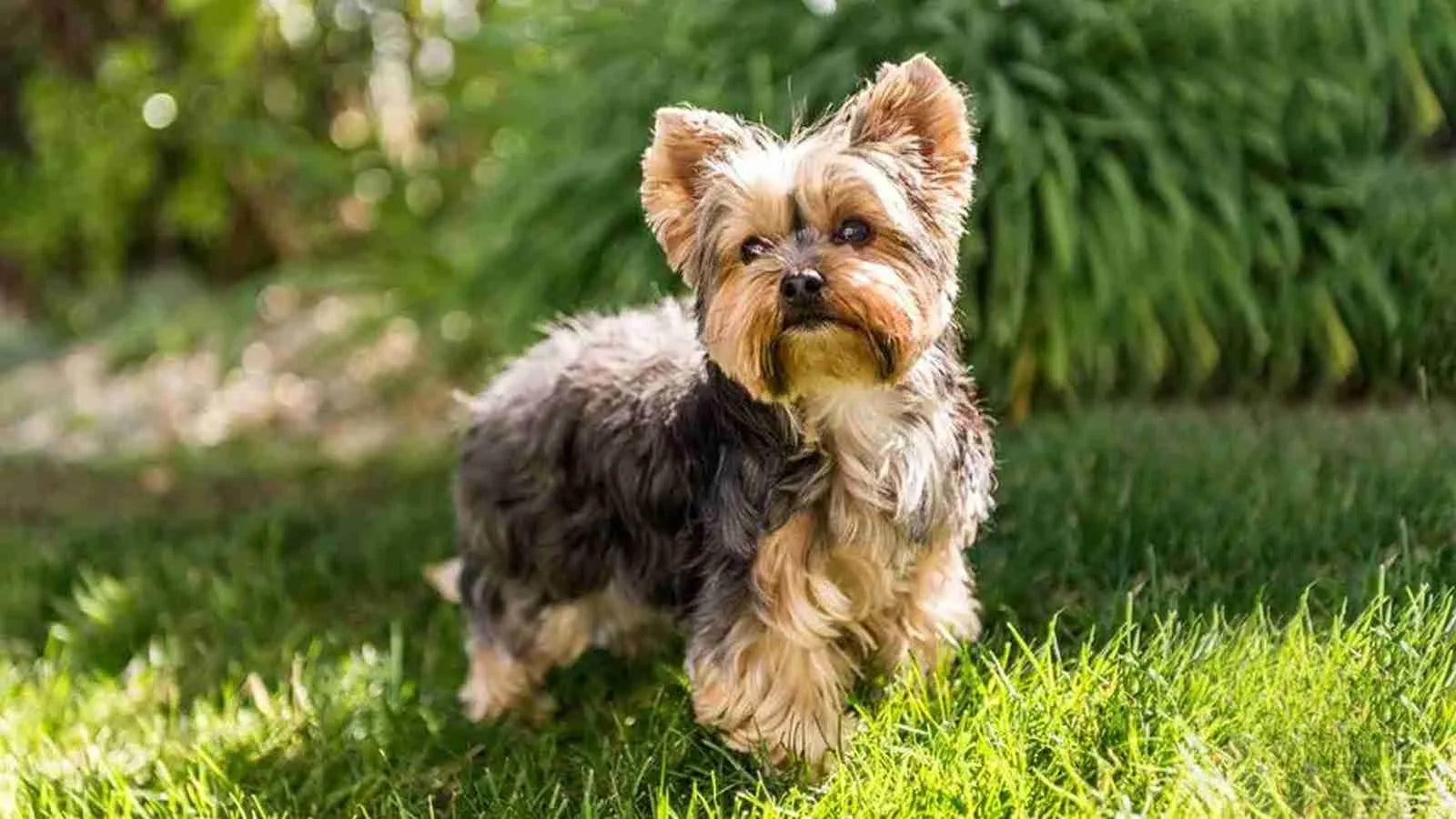 Porkie-standing-on-grass