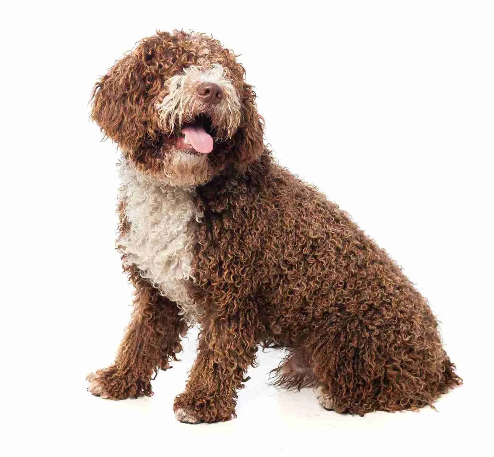 Portuguese-Water-Dog-standing-white-background