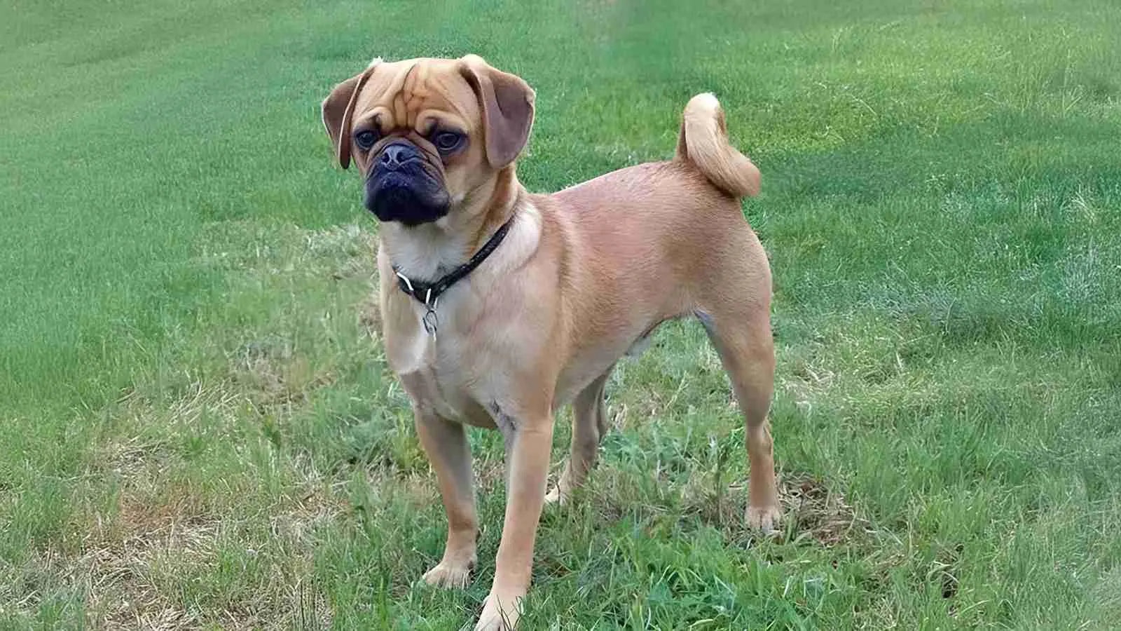 cutest-puggle​-standing-on-grass
