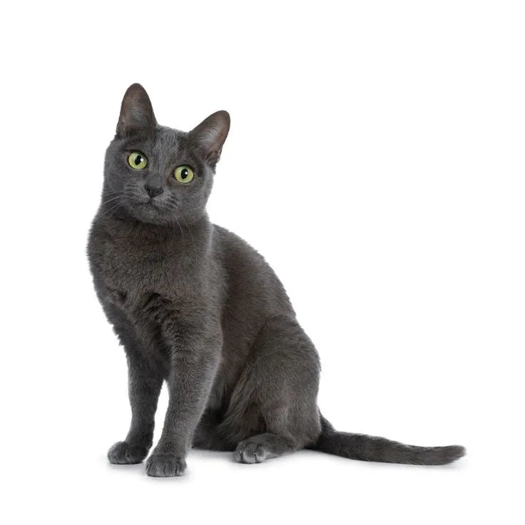 Silver-blue-cat-breeds-sitting-on-white-background