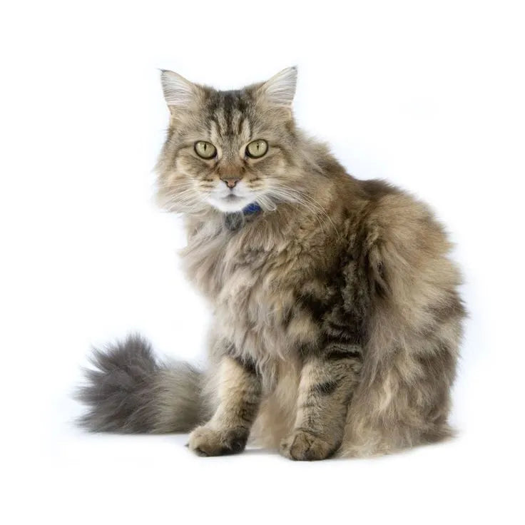 white-ragamuffin-cat​-sitting-on-white-background